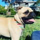 A close-up of Eugene, who is three-quarters pug and one-quarter Staffordshire bull terrier.